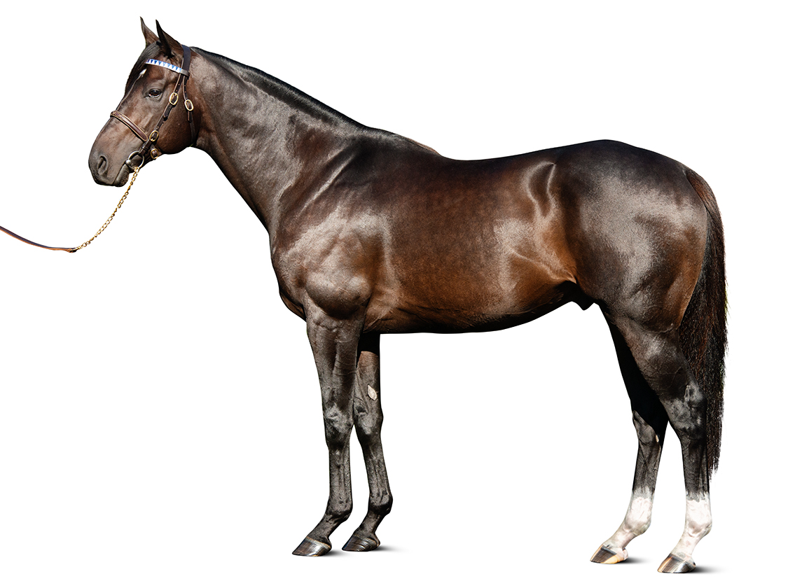 Stallion Image